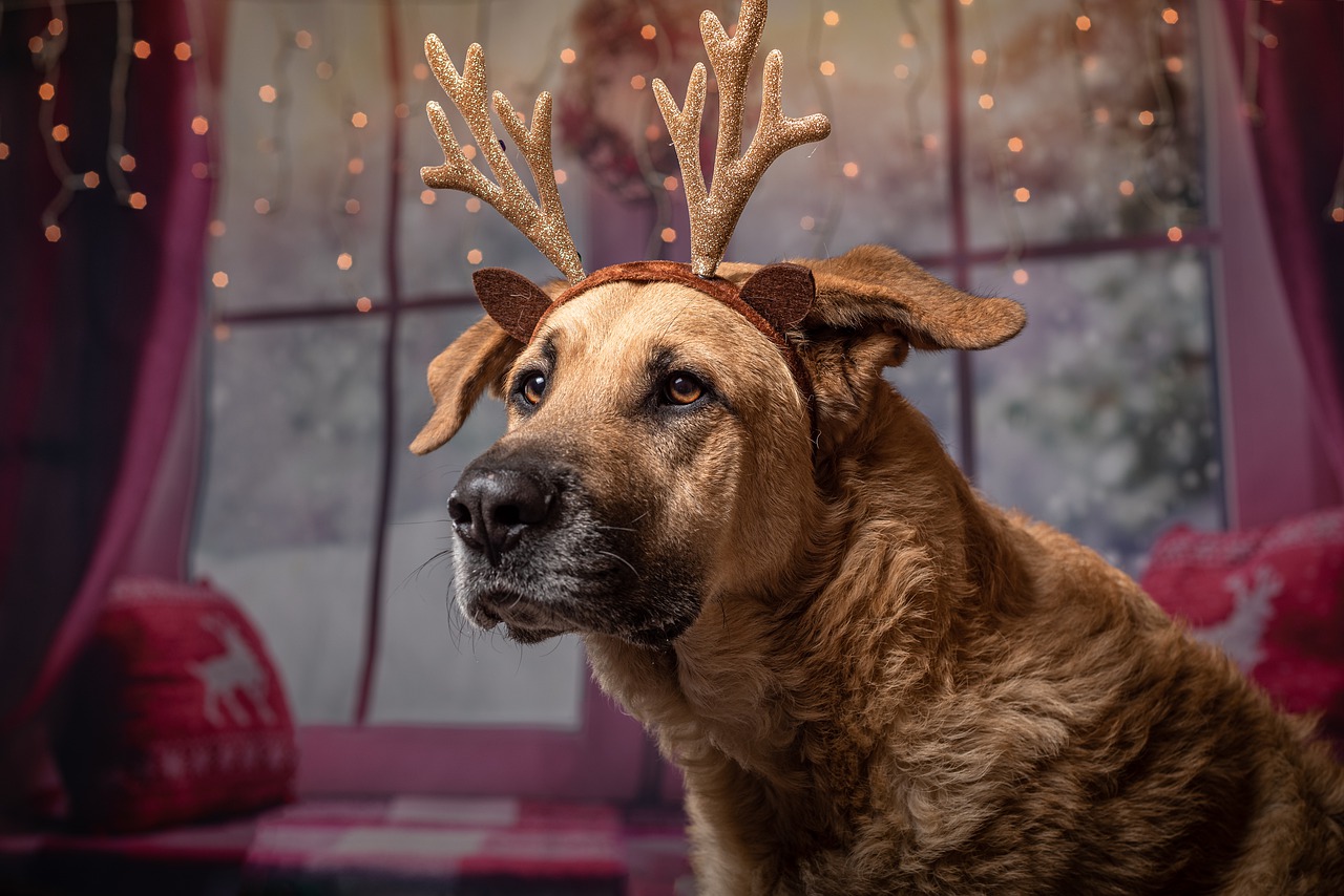 dog, christmas, gifts
