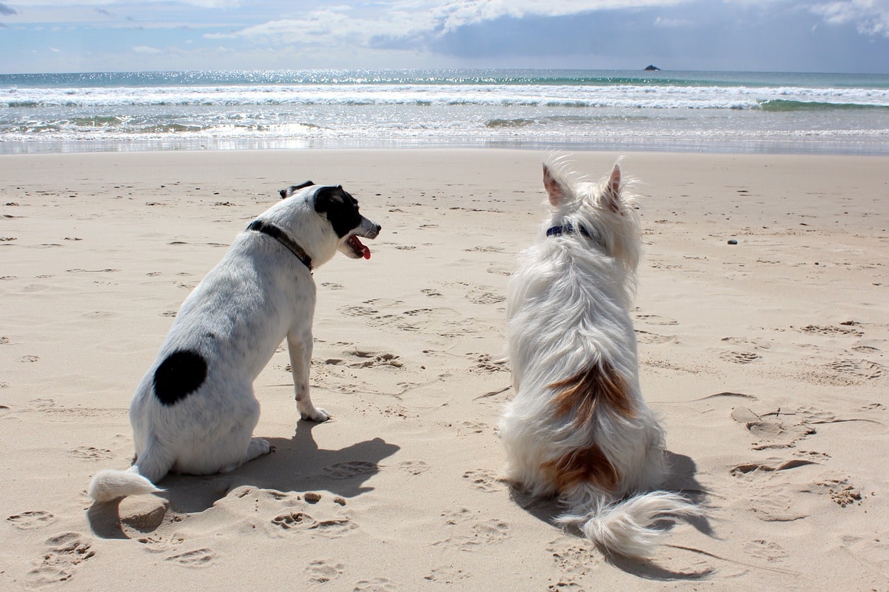 dog, beach, pet