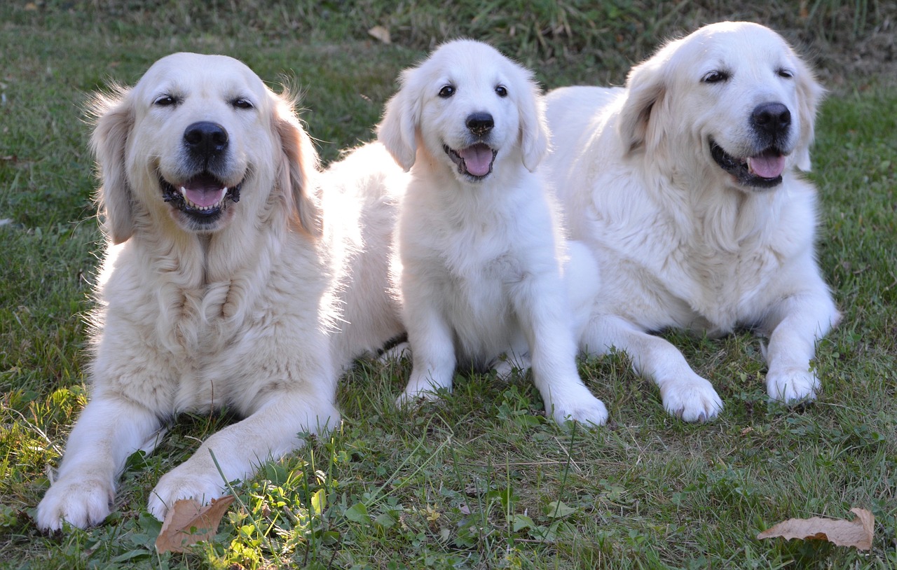 golden retriever, dogs, puppy