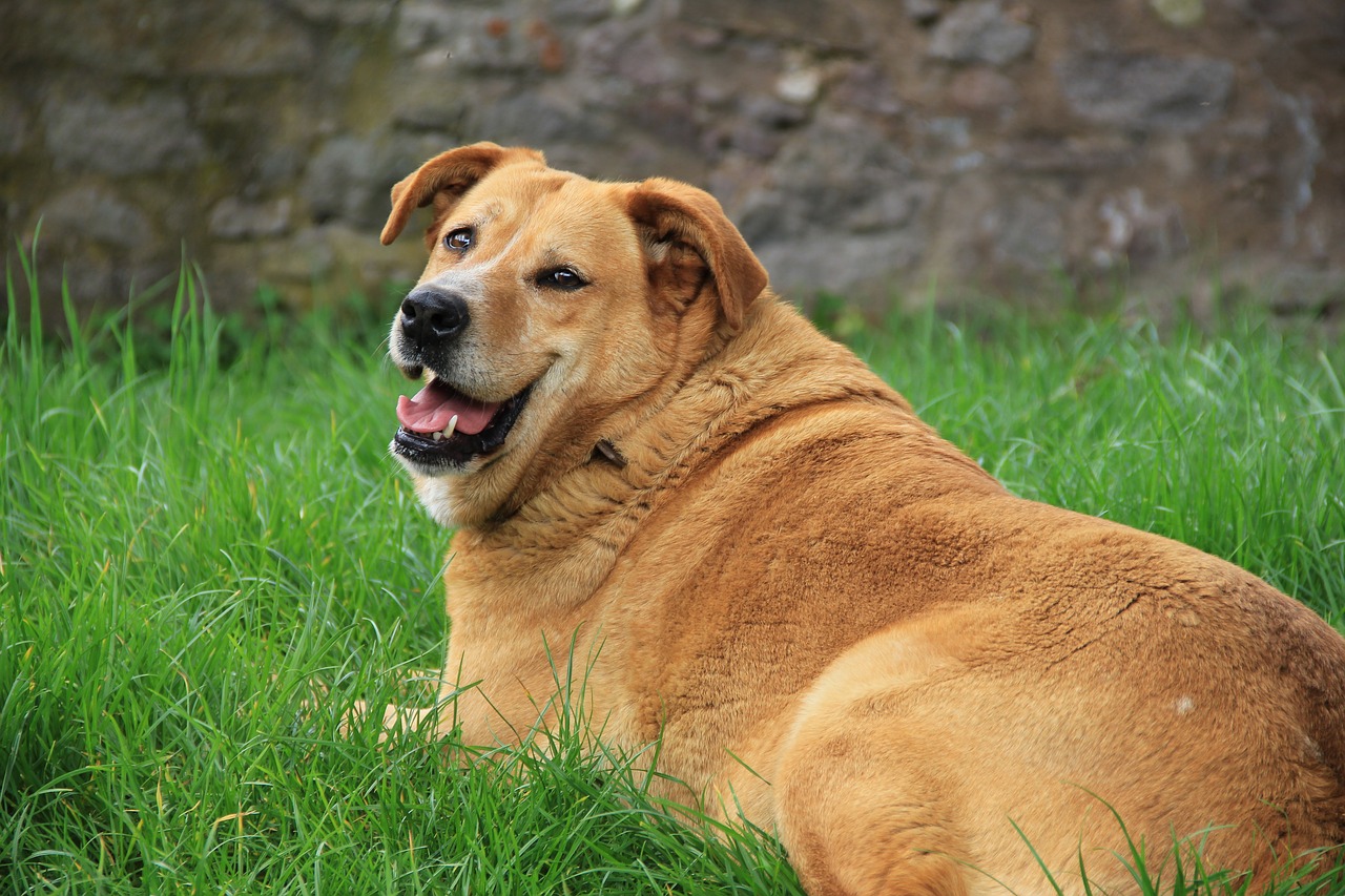 golden retriever, dog, grass