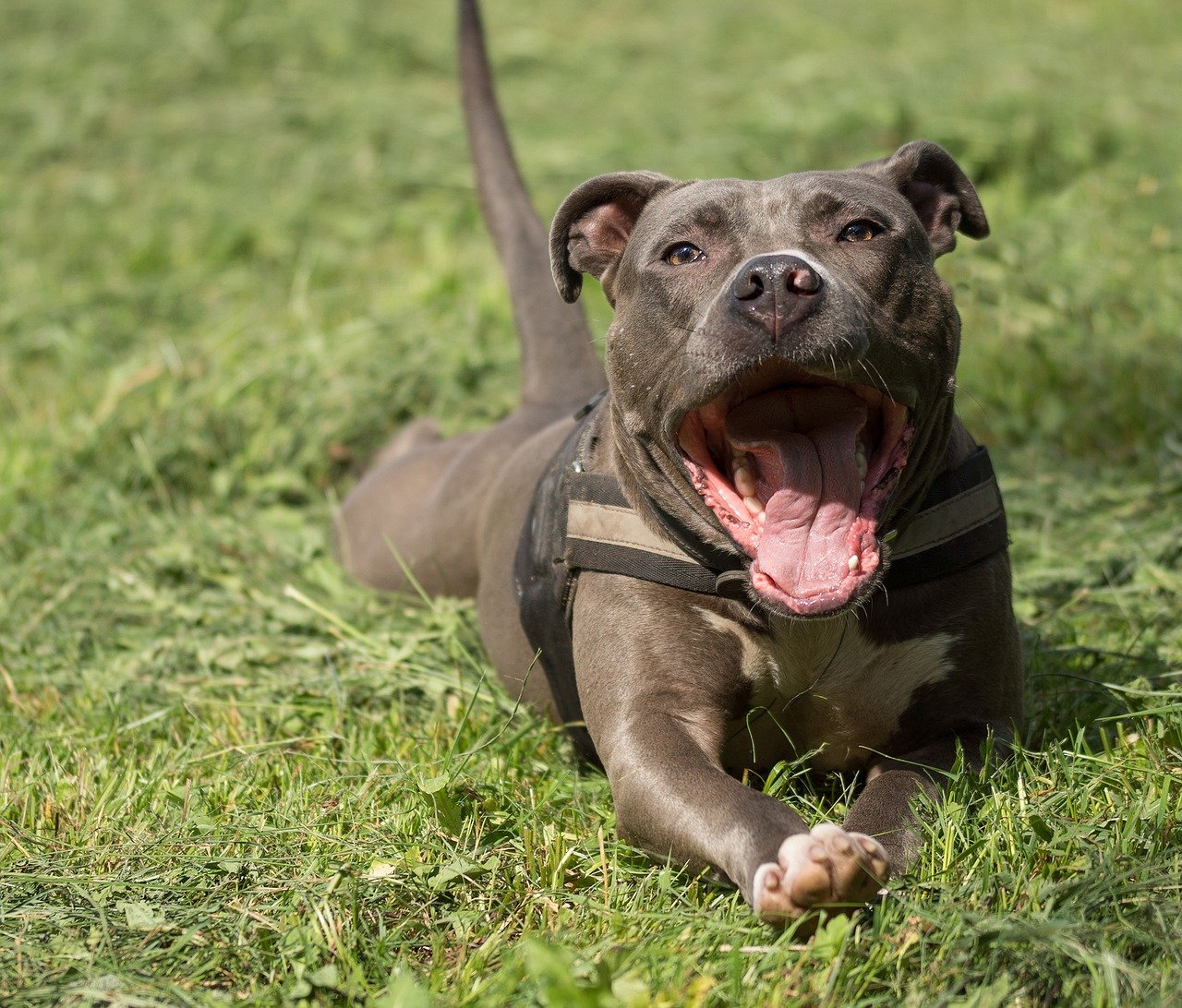 A Rescued Pitbull With Very Laid Back Personality Was Adopted By.